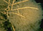 Foto Aquarium Swiftia (Nordmeer Lüfter) gorgonien, gelb