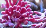 Foto Aquarium Spitzen-Stick Korallen hydroid (Distichopora), pink