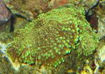 Foto Akvaarium Ricordea Seene (Ricordea yuma), roheline