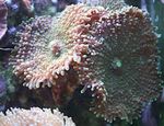 Foto Akvaarium Ricordea Seene (Ricordea yuma), pruun