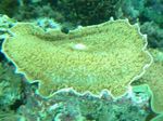 foto Acquario Grande Orecchio Di Elefante (Elefante Fungo Orecchio) (Amplexidiscus fenestrafer), verde