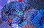 Photo Aquarium Floridian Disc (Ricordea florida), blue