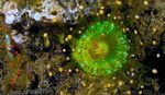 foto Acquario Corallimorph Sfera (Arancione Palla Anemone) fungo (Pseudocorynactis caribbeorum), verde