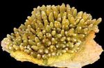 Acropora Photo and care