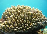 Acropora Photo and care