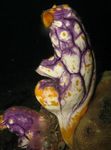 Foto Aquarium Seescheiden, Manteltiere hydroid (Polycarpa aurata), bunt