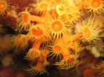 Golden Zoanthid polyp  Photo
