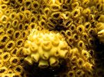 Photo Aquarium White Encrusting Zoanthid (Caribbean Sea Mat) polyp (Palythoa caribaeorum), yellow