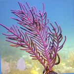 Purple Brush Gorgonian фотографија и брига