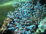 Blueberry Sea Fan Photo and care
