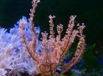 Photo Aquarium Knobby Sea Rod (Eunicea), brown