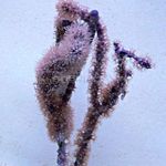 Photo Aquarium Knobby Sea Rod (Eunicea), purple