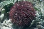 Pincushion Urchin Photo and care