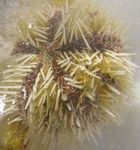 Photo Aquarium Pincushion Urchin (Lytechinus variegatus), yellow