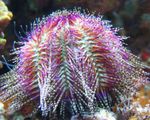  Bicoloured Sea Urchin (Red Sea Urchin)  Photo