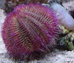 Bicoloured Sea Urchin (Red Sea Urchin) фотографија и брига