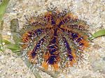 Collector Sea Urchins (Sea Eggs) фотографија и брига