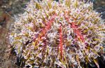 Фото Акваріум Їжак Токсопнеустес (Отруйний) морські їжаки (Toxopneustes pileolus), строкатий
