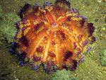 Фото Акваріум Іглоподушечний Морський Їжак морські їжаки (Asthenosoma varium), червоний