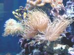 Photo Aquarium Anemone Farraige Iontach bundúin leice (Heteractis magnifica), gorm éadrom