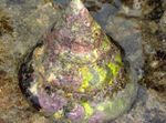 молюски Равлик-Водорослеед Нілотікус (Зелений Дзига)  Фото
