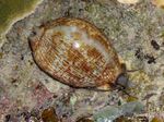 Photo Aquarium Cowrie clams (Cypraea sp.), light blue