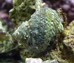молюски Равлик Турбо  Фото