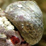 蛤蜊 玛格丽塔蜗牛  照