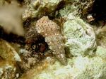 蛤蜊 Cerith蜗牛  照