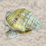 Photo Aquarium Nassarius Snail clams, white