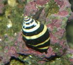 Bumblebee Snail Photo and care