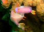 jūros strypeliai Rožinė Dorid Nudibranch  Nuotrauka