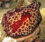 морски охлюви Гранд Pleurobranch  снимка