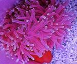 Foto Aquarium Red-Basis Anemone (Macrodactyla doreensis), getupft
