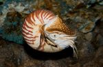 蛤蜊 珍珠鹦鹉螺  照