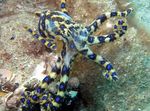 kokkels Blauw Geringde Octopus  foto