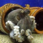 蛤蜊 常见的章鱼  照