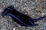 more slimáci Blue Velvet Nudibranch  fotografie