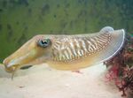 моллюски Каракатица  Фото