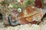молюски Молюск Стромбус  Фото