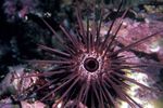 Needle Spined Sea Urchin Photo and care