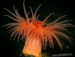 foto Aquarium Actinostola Chilensis anemonen, rood