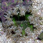 Foto Akvarij Rock Cvijet Anemona (Epicystis crucifer), siva