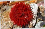 Bilde Akvarium Pære Anemone (Actinia equina), rød