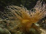 Photo Aquarium Curly-Cue Anemone (Bartholomea annulata), yellow