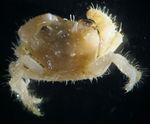 Photo Aquarium Hairy Crab (Pilumnus), yellow