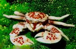 ракови Porcelain Anemone Crab  фотографија