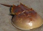  Horseshoe Crabs  Photo