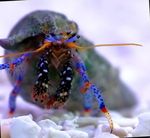 Dwarf Blue Leg Hermit Crab фотографија и брига