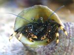 hummere Sort Eremitkrebs (Gul-Footed Eremitkrebs)  Foto
